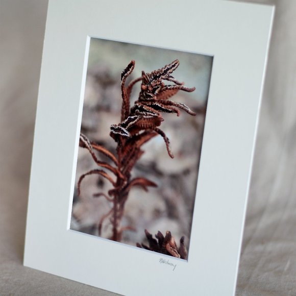"Frozen Fern" 5x7 Photography Print - Picture 2 of 3